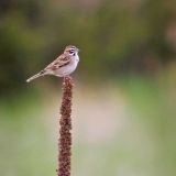 Lark Sparrow