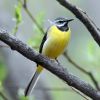 Gray Wagtail