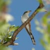 Yellow-billed Cuckoo