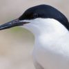 Roseate Tern