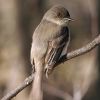 Eastern Phoebe