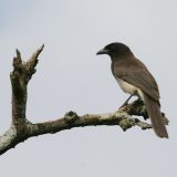 Atenas, Costa Rica