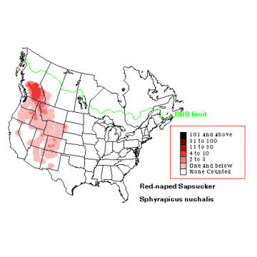 Red-naped Sapsucker distribution map