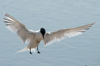 Sandwich Tern