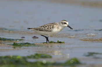 Spoon-billed Sandpiper