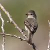 Northern Beardless-Tyrannulet