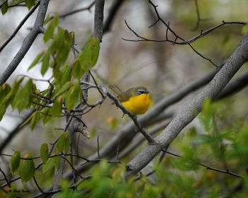 Yellow-breasted Chat