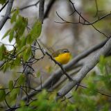 Yellow-breasted Chat