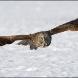 Great Gray Owl