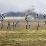 In flight - Robinson Road, Solano County, CA - November 25, 2012