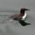 Common Murre