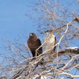 Female dark rufous morph with her mate, a light morph