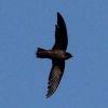 Chimney Swift