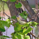 Philadelphia Vireo