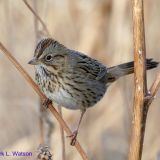 Lincoln's Sparrow