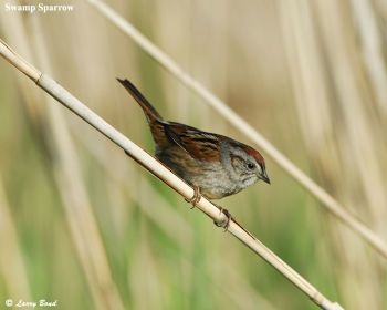 Swamp Sparrow