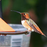 Male Allen's Hummingbird - Goleta, Santa Barbara County, CA on January 31, 2010