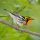 Blackburnian Warbler