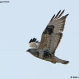 Rough-legged Hawk in flight showing black patch