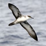 Greater Shearwater