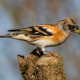 Brambling