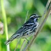 Black-and-white Warbler