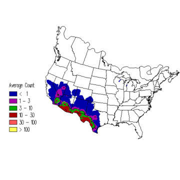 Black-throated Sparrow winter distribution map