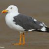 Yellow-footed Gull