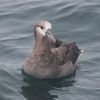 Black-footed Albatross