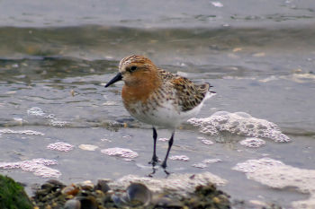 Breeding plumage - May 18.