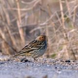 Red-Throated Pipit