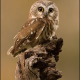 Northern Saw-whet Owl