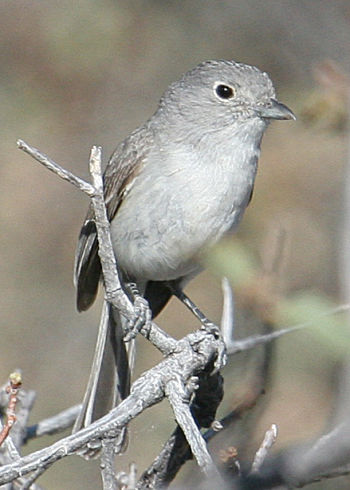 Gray Vireo; Cook's Peak Range, Luna Co.; 3 June 2008