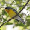 Tropical Parula