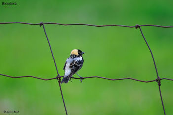 Bobolink