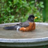 Male American Robin taking a bath