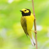 Male Hooded Warbler