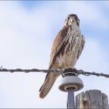 Female prairie falcon, near Julesburg reservoir in Northeastern Colorado - January 2010