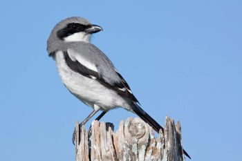 Kissimmee Prairie Preserve State Park - Florida USA