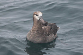 Black-footed Albatros