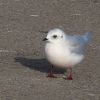 Ross' Gull