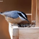 Red-breasted Nuthatch at feeder