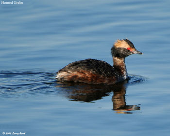 Horned Grebe