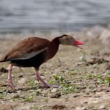 Black-bellied Whistling Duck
