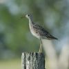 Upland Sandpiper