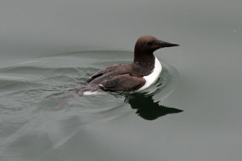 Common Murre