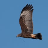 In flight with nesting material