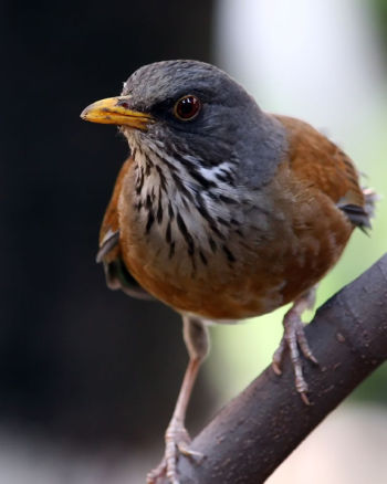 Rufous-backed Robin