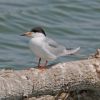 Forster's Tern