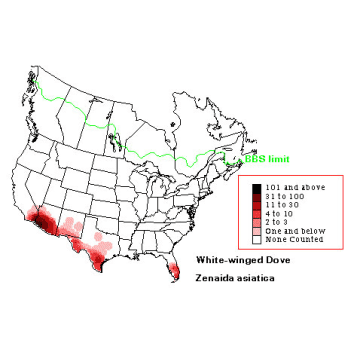 White-winged Dove distribution map